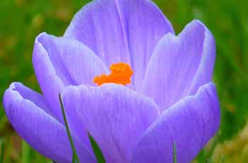 完美的DDOS在线攻击平台