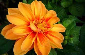 ddos攻击ip软件下载