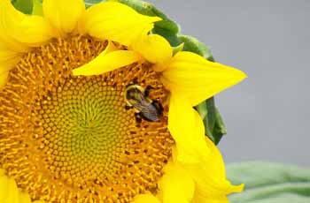 手机版ddos攻击器